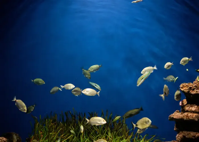 Dubai Aquarium and Underwater Zoo